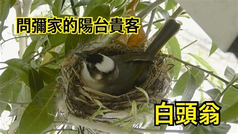 白頭翁築巢徵兆|白頭鵯:外形特徵,棲息環境,生活習性,分布範圍,繁殖方。